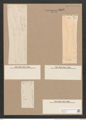 Rhoicosigma arcticum Cleve (de-Toni-Nr.: Genus 15, Species 1135) Zeichnungen Sammlung Grunow Nr. 2235 (NHMW-BOT-W0369326)
